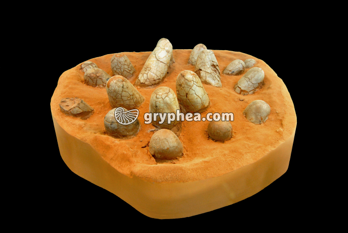 Oeufs de Dinosaure, Mongolie, 72 Ma - gryphea.org